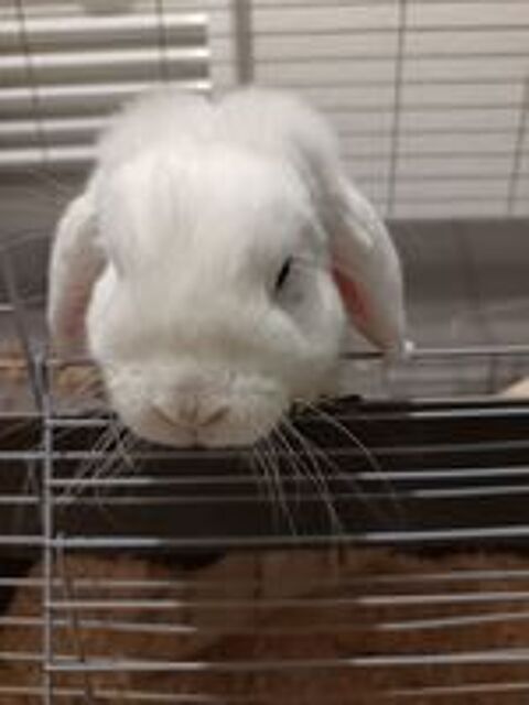   Lapin blier nain   