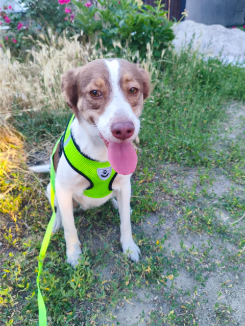 A L'ADOPTION NINA 0 75018 Paris