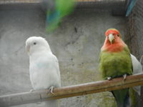   INSEPARABLES 