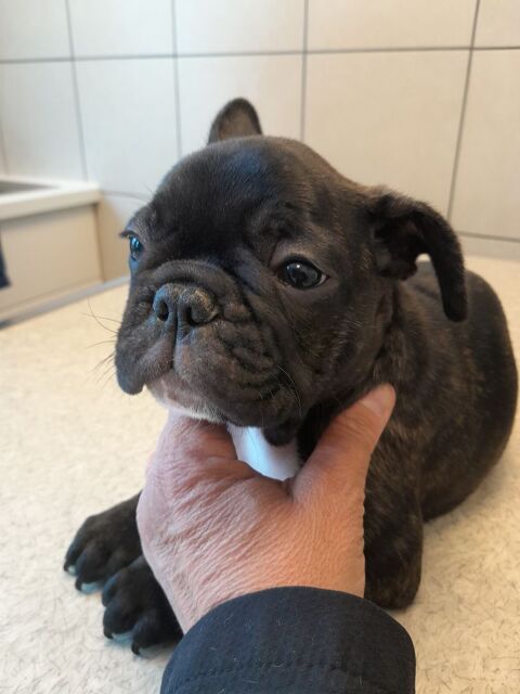 Chiots bouledogue Français 1700 38570 Le cheylas