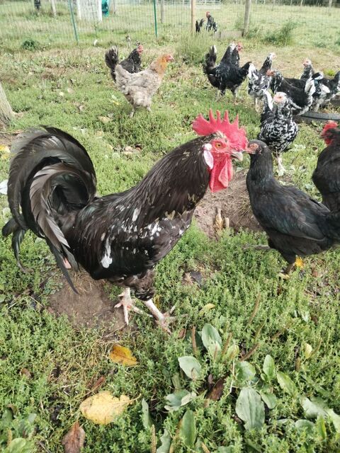 Poule et coq de Gournay 35 22230 Merdrignac
