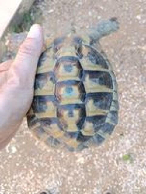   Tortue de terre mâle  