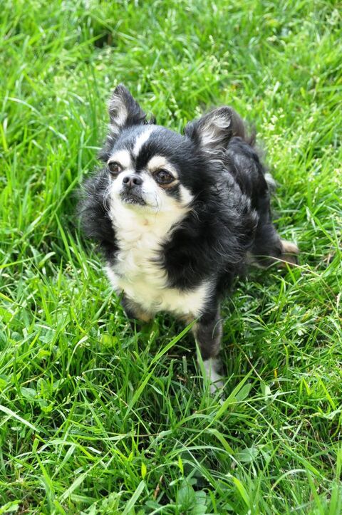 Propose saillie Chihuahua-lion 81500 Lavaur