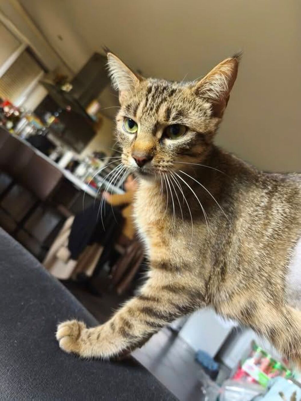   Chat CANNELLE � l adoption 