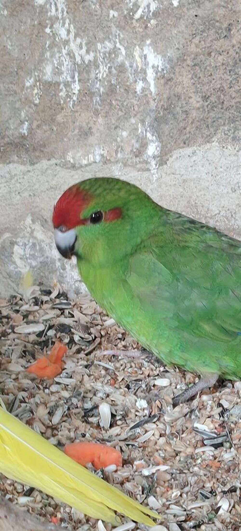   Kakariki male 