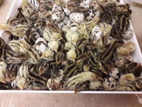   Oeufs de cailles f�cond�s tr�s grosse souche 