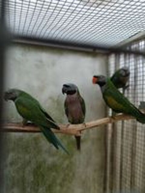   oiseaux perruches derby 