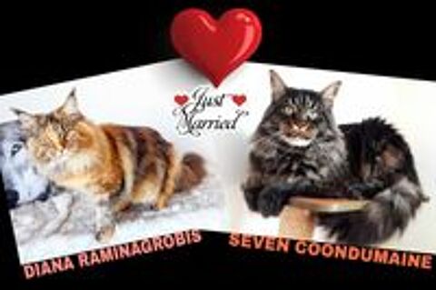   CHATONS MAINE COON CHATTERIE COONDUMAINE BARONVILLE 57340 