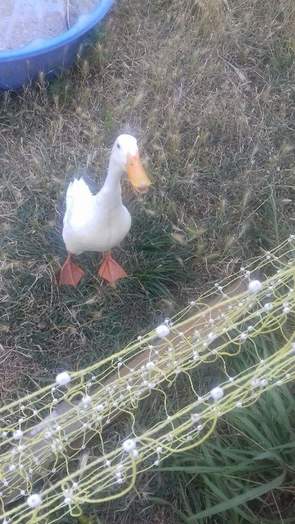   canard ornement 