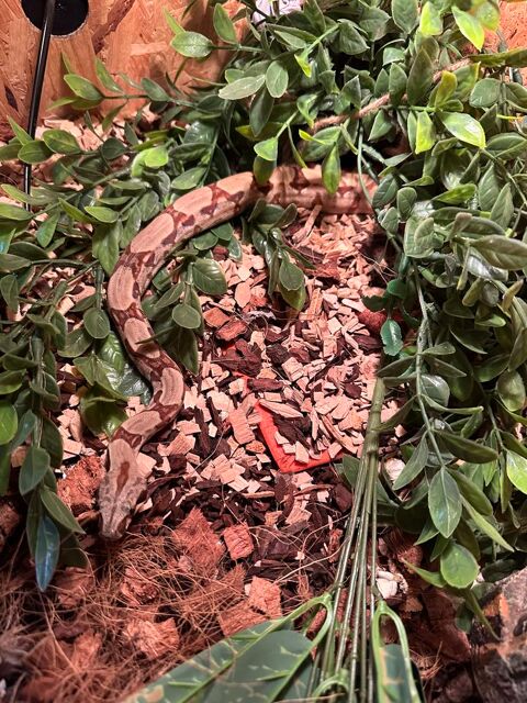 Bonjour, en Dordogne serpent juv&eacute;niles boa 150 24000 P�rigueux