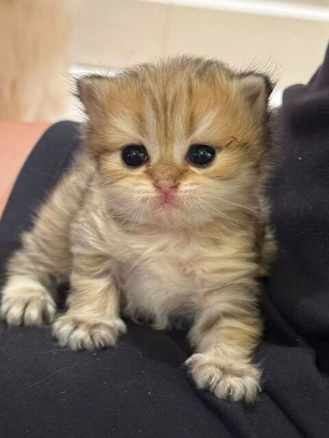 5 adorables chatons British Longhair avec pedigree loof. 1800 75116 Paris