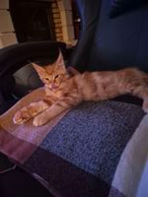   Maine coon  