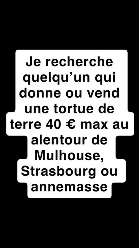 recherche tortue de terre � Mulhouse et alentour ou annemasse 40 Mulhouse (68)