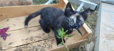 Chatons dans 06 0 06000 Nice