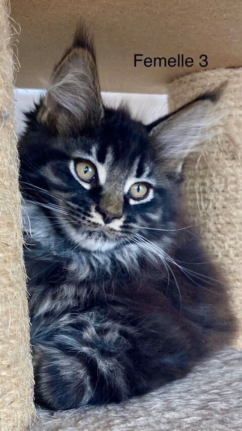Chatons Maine Coon Loof 42300 Roanne