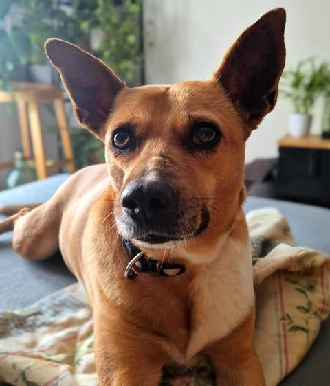 Lucy la tendresse 350 78600 Maisons-laffitte