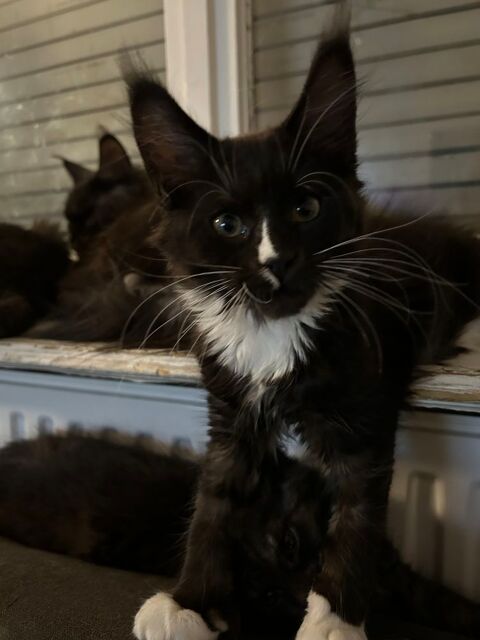 Chatons Maine Coon 800 67200 Strasbourg