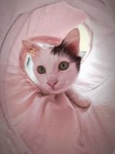   Spiki jeune chat 8 mois cherche famille a adopter 