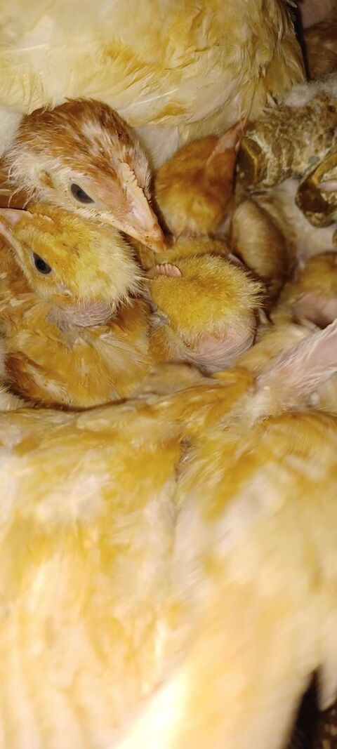 bonjour j'ai des poussins vaccin&eacute;s rousses de 5 semaines epinay sur seine appelles moi pour commander au 0669029467 0 93800 �pinay-sur-seine