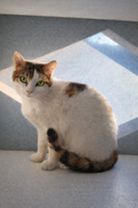 COPELIA CHATONNE TRICOLORE 7 MOIS 225 92260 Fontenay-aux-roses