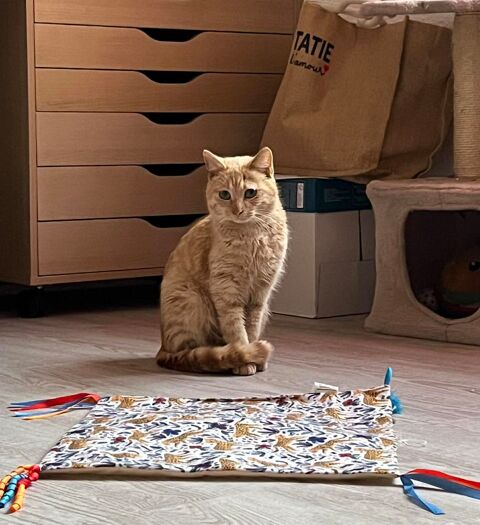 Belle chatte rousse a l'adoption 140 11000 Carcassonne