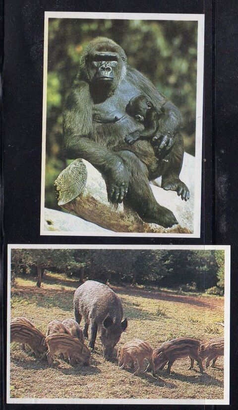 LOTS D'IMAGES POULAIN 2 Caumont (09)