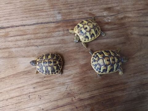 Bébé tortue 50 84450 Jonquerettes