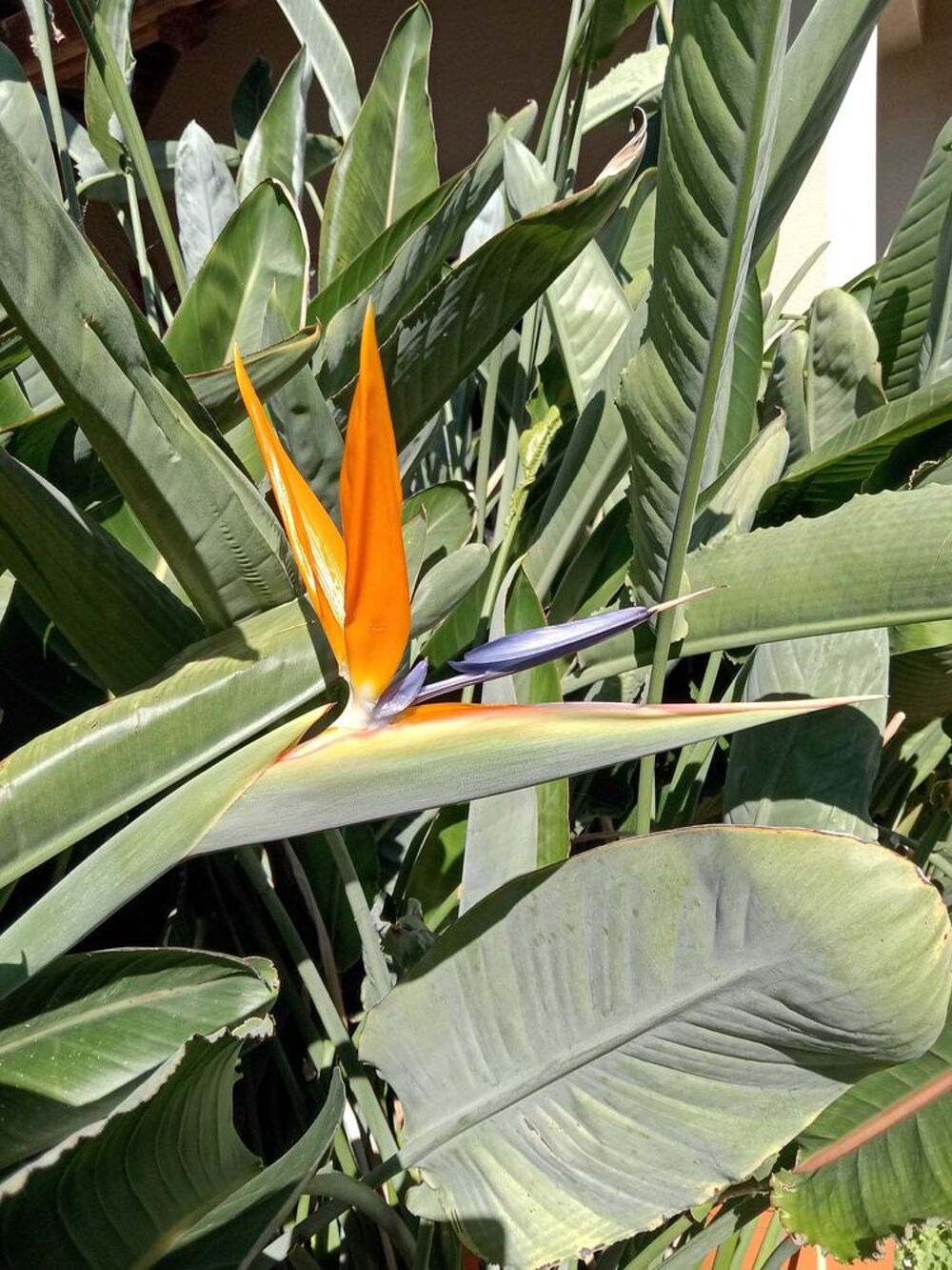 Strelitzia - Tr&egrave;s grande plante d'int&eacute;rieur Jardin