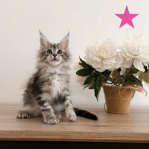Chaton Maine Coon PP LOOF 1500 38330 Saint-ismier