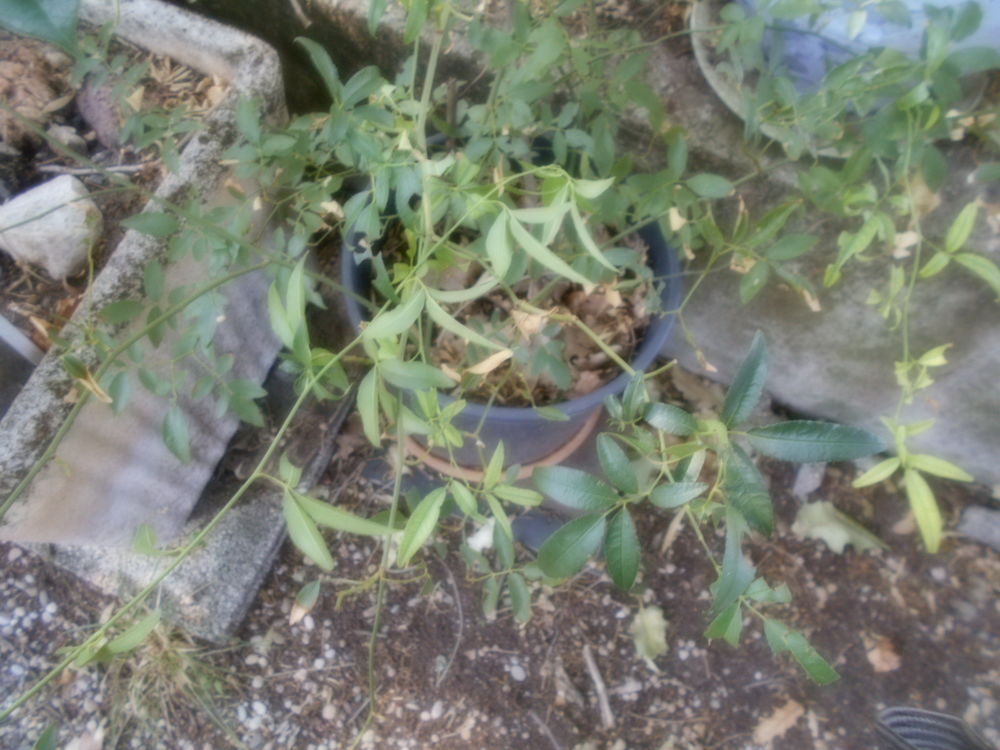 rosier Jardin