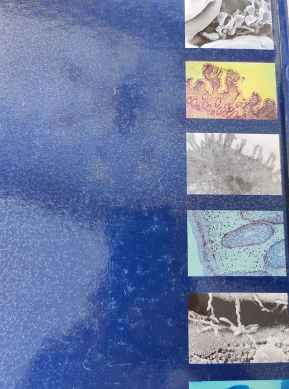 livre ultrastructure et &eacute;cologie microbienne du tube digesti Livres et BD