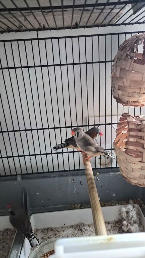 Oiseaux mandarin en couple 0 86430 Luchapt