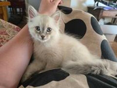   Chatons papa sacre de birmanie 