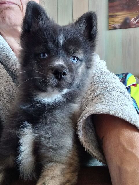 POMSKY F4 femelle 2000 38000 Grenoble
