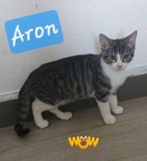   ALYA AYRTON ARON 
