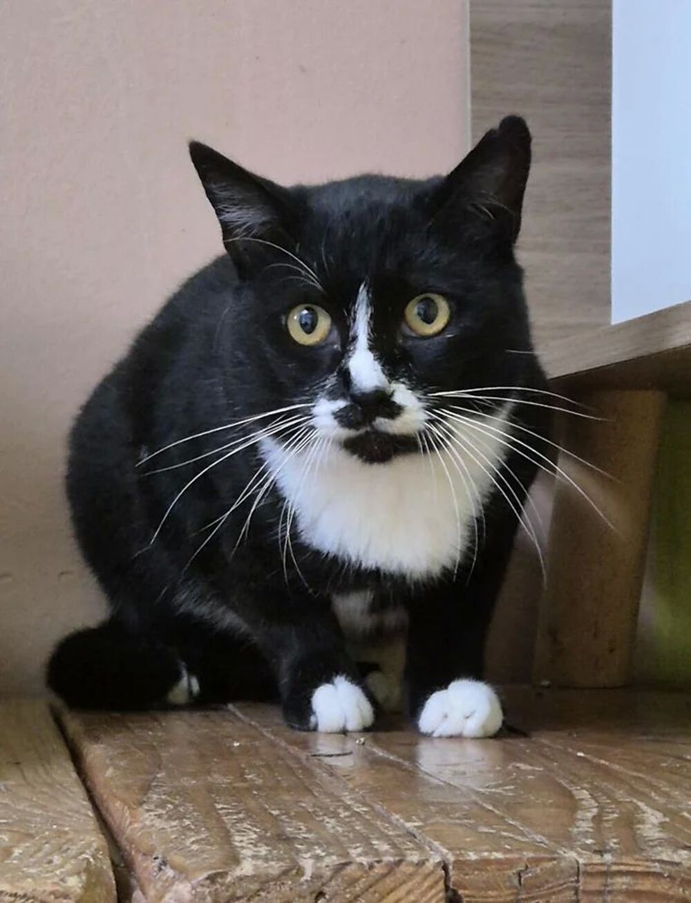   Athos 