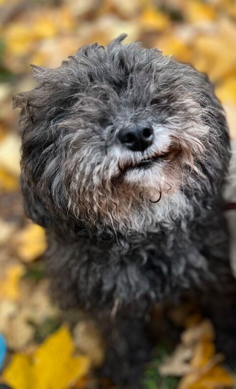 donne chien bichon male 0 91320 Wissous