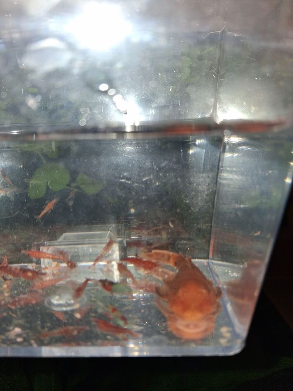   ancistrus rouges 
