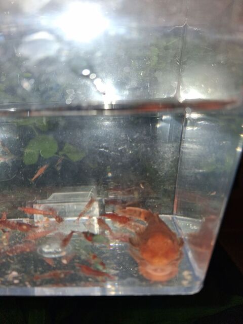 ancistrus rouges 2 72400 La fert�-bernard