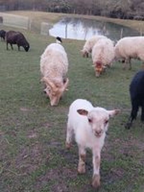   MOUTON / AGNEAUX OUESSANT 