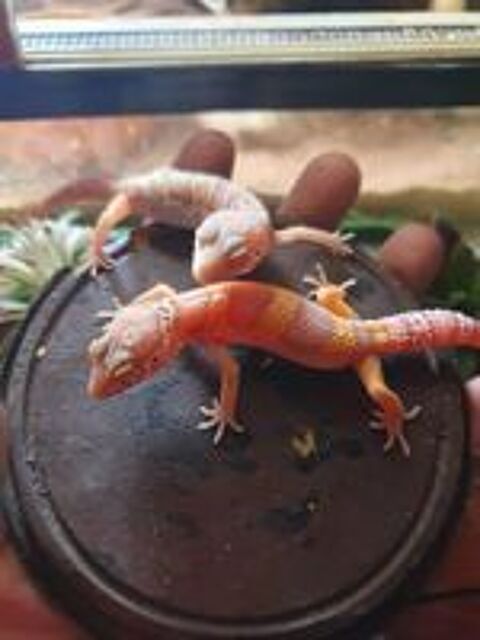   gecko leopard bb et sub suite a arret 