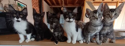 Chatons crois&eacute; maine coon 500 56130 Nivillac