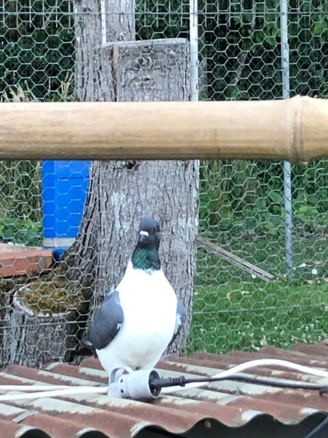 Pigeon strasser bleu de Moravie bagu&eacute;es 2026 pure race 20 19410 Perpezac-le-noir