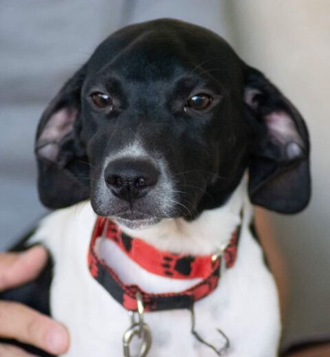 LEONIDAS 320 27620 Gasny