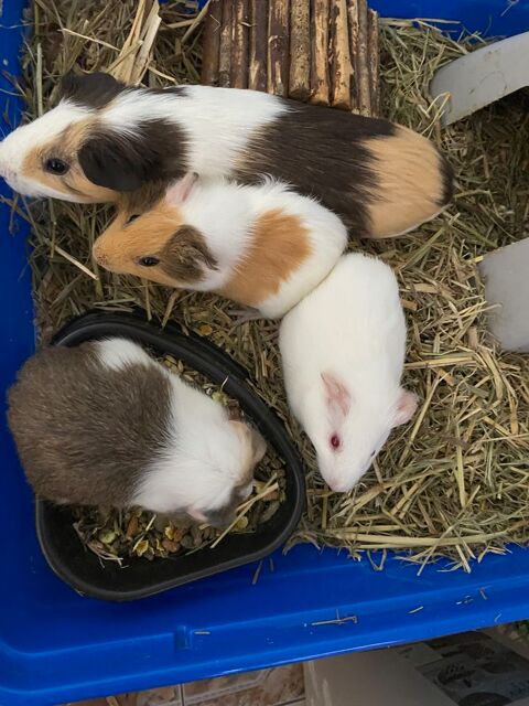 cobaye 18 97440 Saint-andr�