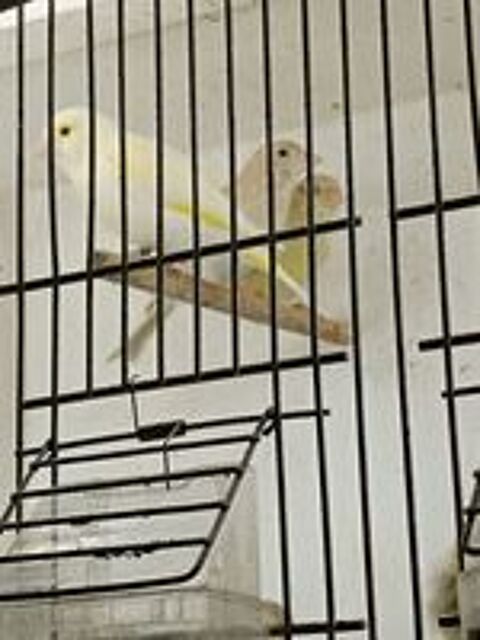   Canaris arlequin portugais, mosaique jaune et verdiers mutat 