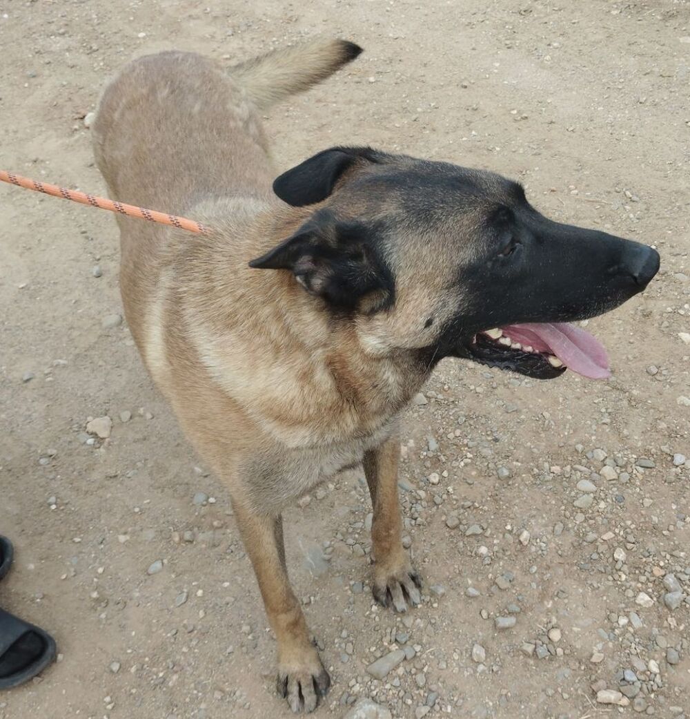   ROC, malinois 5 ans 