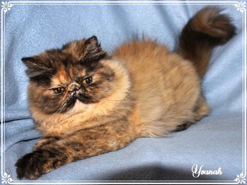 Persan femelle black tortie 900 60390 Auteuil