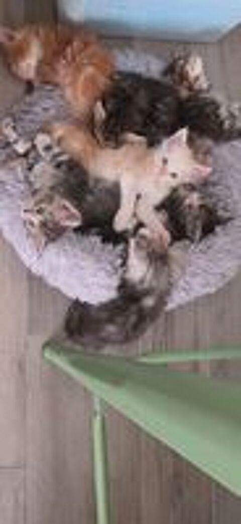   Chatons maine coon  
