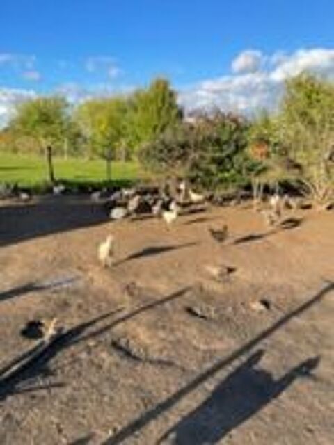   Poulettes pondeuses 8 mois 5 races 